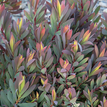 Royal Hawaiian® Hawaii Magic Conebush - Monrovia