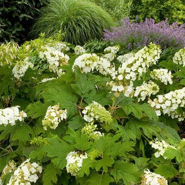 Snow Queen Oakleaf Hydrangea - Monrovia