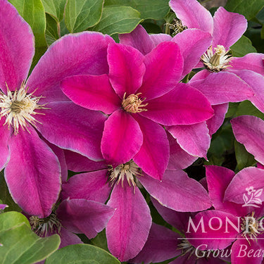 Boulevard® Acropolis™ Clematis - Monrovia