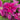 Boulevard® Acropolis™ Clematis - Monrovia