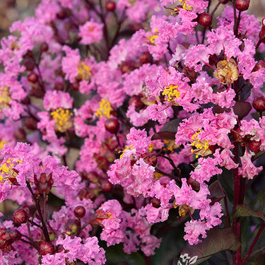 Double Dynamite® Crape Myrtle - Monrovia