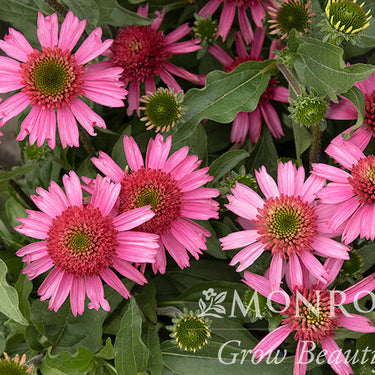 Delicious Candy® Coneflower - Monrovia