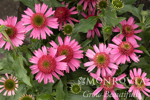 Delicious Candy® Coneflower - Monrovia