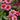Delicious Candy® Coneflower - Monrovia
