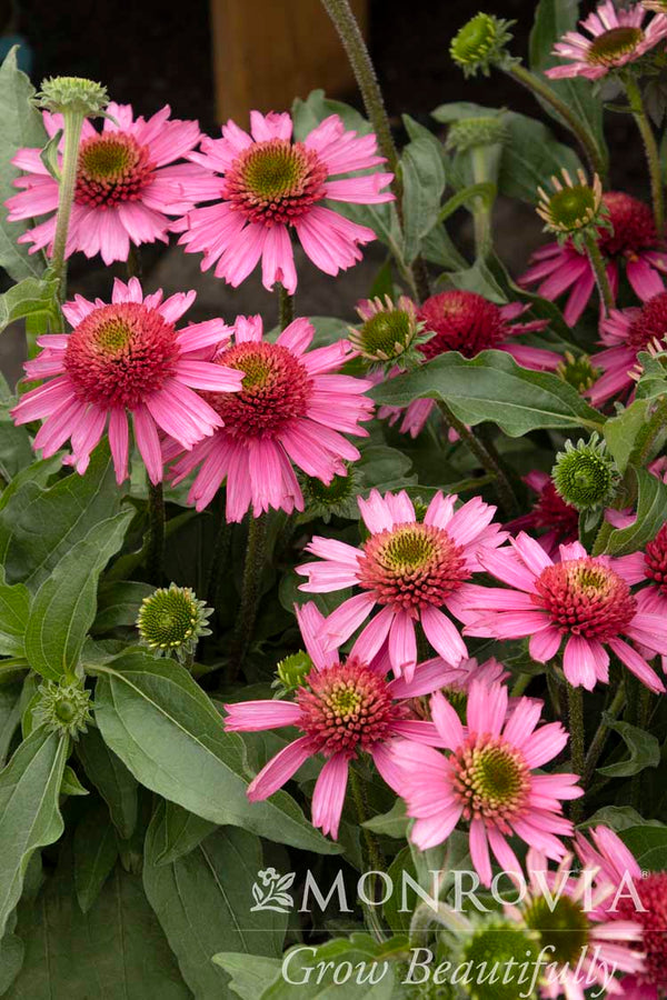 Delicious Candy® Coneflower - Monrovia