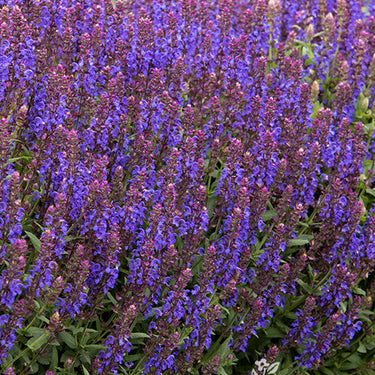 Apex™ Blue Meadow Sage - Monrovia