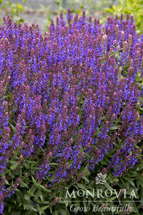 Apex™ Blue Meadow Sage - Monrovia