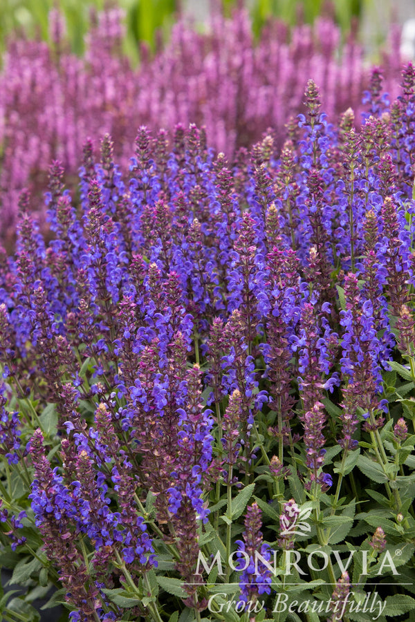Apex™ Blue Meadow Sage - Monrovia
