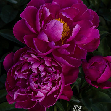 Red Sarah Bernhardt Peony - Monrovia