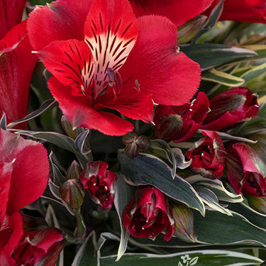 Colorita® Katiana® Peruvian Lily - Monrovia
