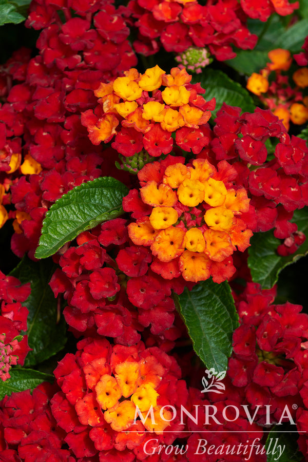Hot Blooded Lantana - Monrovia