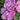 Chateau® de Saumur Rose of Sharon - Monrovia