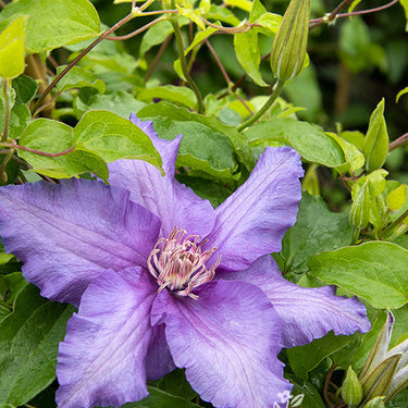 Boulevard® Sacha™ Clematis - Monrovia