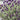 Silver Anouk Spanish Lavender - Monrovia