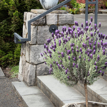 Silver Anouk Spanish Lavender - Monrovia