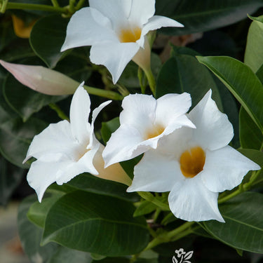 Sunvilla® White Mandevilla - Monrovia