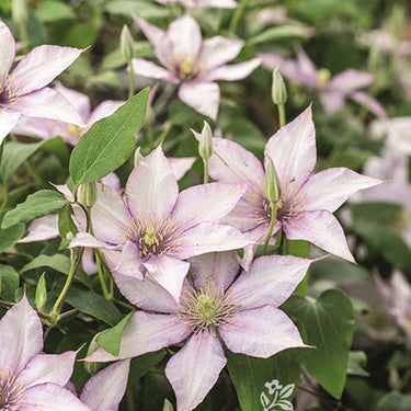 Boulevard® Samaritan Jo™ Clematis - Monrovia
