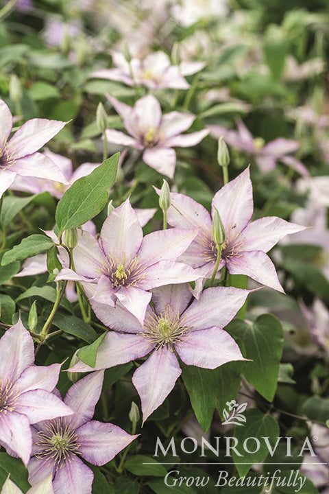 Boulevard Samaritan Jo Clematis