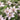 Boulevard® Samaritan Jo™ Clematis - Monrovia