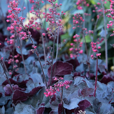 Black Forest Cake Heuchera - Monrovia