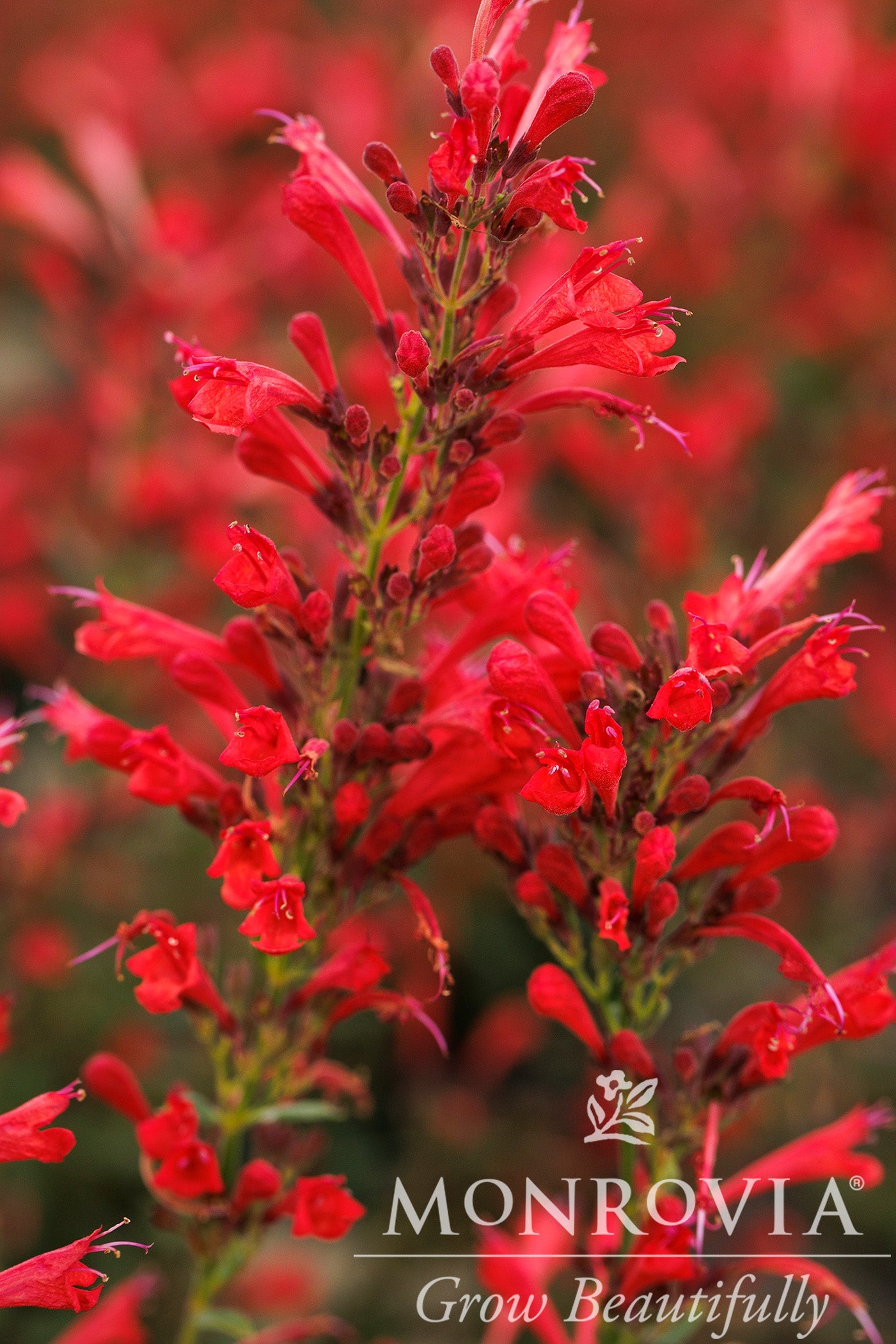 Kudos Red Agastache