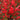 Kudos Red Agastache - Monrovia