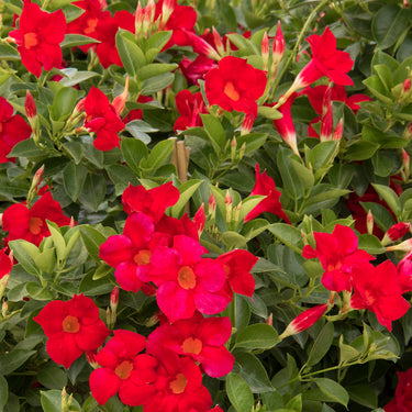 Sun Parasol® Crimson Mandevilla - Monrovia