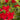 Sun Parasol® Crimson Mandevilla - Monrovia