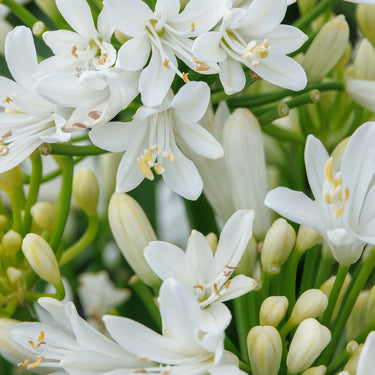 Bridal Veil® Agapanthus - Monrovia