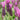 Primavera Spanish Lavender - Monrovia
