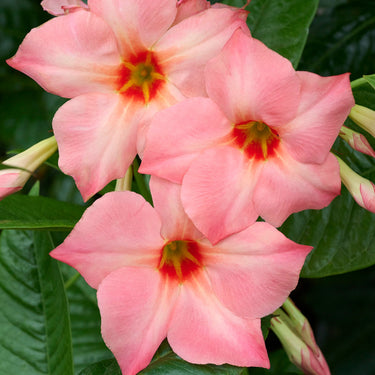 Sun Parasol® Giant Peach Sunrise Mandevilla - Monrovia