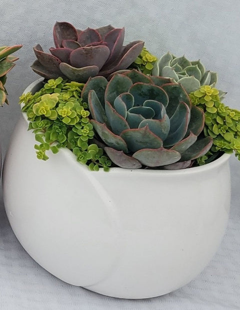 Flower Petal Planter With Succulents  6 Inch
