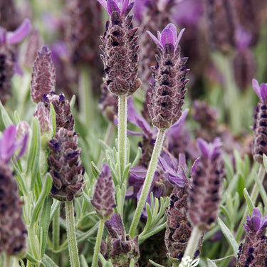 Anouk Purple Medley Lavender - Monrovia