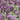 Anouk Purple Medley Lavender - Monrovia