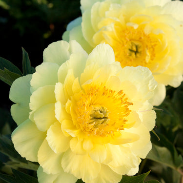 Yumi™ (Beauty) Itoh Peony - Monrovia