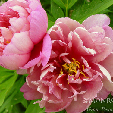 Keiko™ (Adored) Itoh Peony - Monrovia