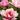 Keiko™ (Adored) Itoh Peony - Monrovia