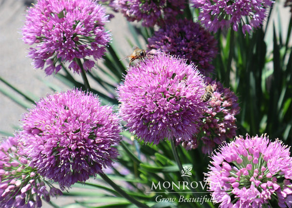 allium ☆ Van Zyverden Allium Giant Gladiator Set of 6 Bulbs Purple Partial