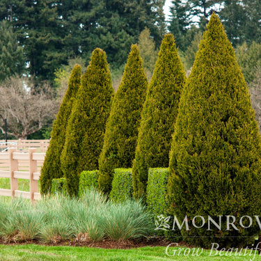 Spartan Juniper - Monrovia