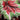 T Rex® St. Nick Rex Begonia - Monrovia