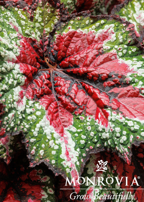 T Rex® St. Nick Rex Begonia - Monrovia