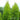 Donard Gold Monterey Cypress - Monrovia