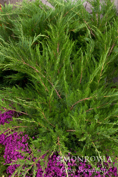 Juniperus chinensis 'Monlep' – Armstrong Garden Centers