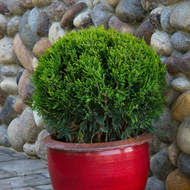 Mint Julep® Juniper - Monrovia