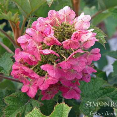 Ruby Slippers Oakleaf Hydrangea - Monrovia