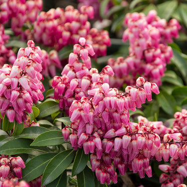 Enchanted Forest Collection® Impish Elf™ Pieris - Monrovia