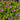 Polygala Petite Butterfly Bush