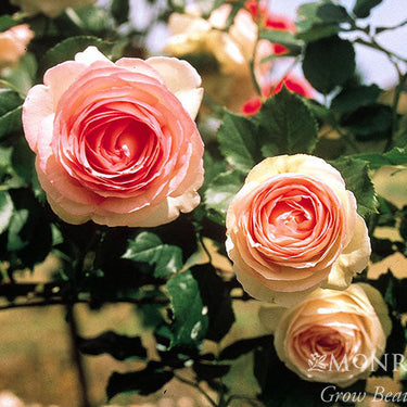 Eden Climber® Rose - Monrovia