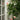 Eden Climber® Rose - Monrovia