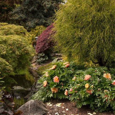 Misaka™ (Beautiful Blossom) Itoh Peony - Monrovia